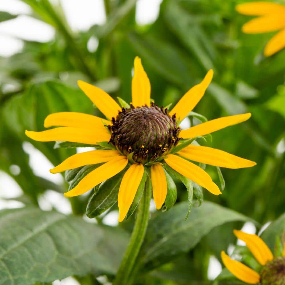 2 Qt. Yellow ‘Little Goldstar’ Rudbeckia Black Eyed Susan Perennial Plant (3-Pack) - Hercitys
