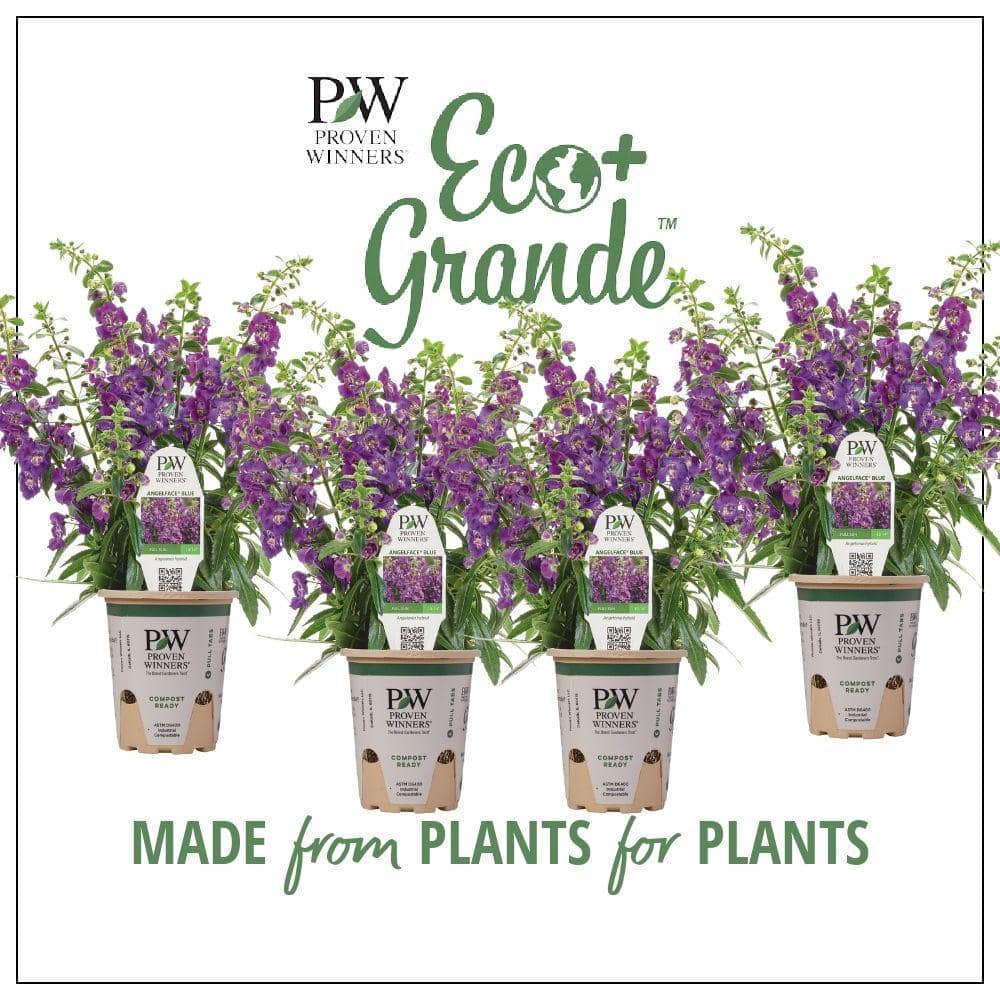 4.25 in. Eco+Grande, Angelface Blue Summer Snapdragon - Hercitys