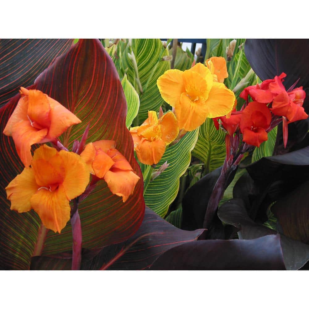 1.0 Gal. Perennial Canna Tropicanna Gold (2-Pack) - Hercitys