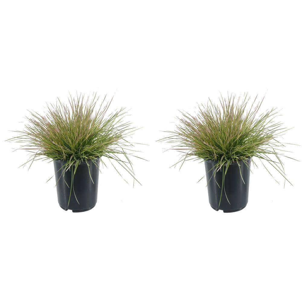 2.5 qt. Perennial Grass Deschampsia Northern Lights (2-Pack) - Hercitys