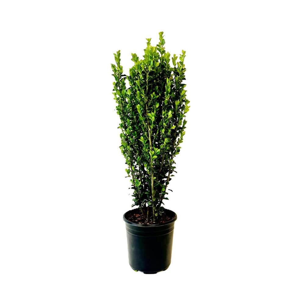 2.5 qt. Sky Pencil Japanese Holly (Ilex) Evergreen Live Plant Narrow Upright Growth Habit (1 Each) - Hercitys