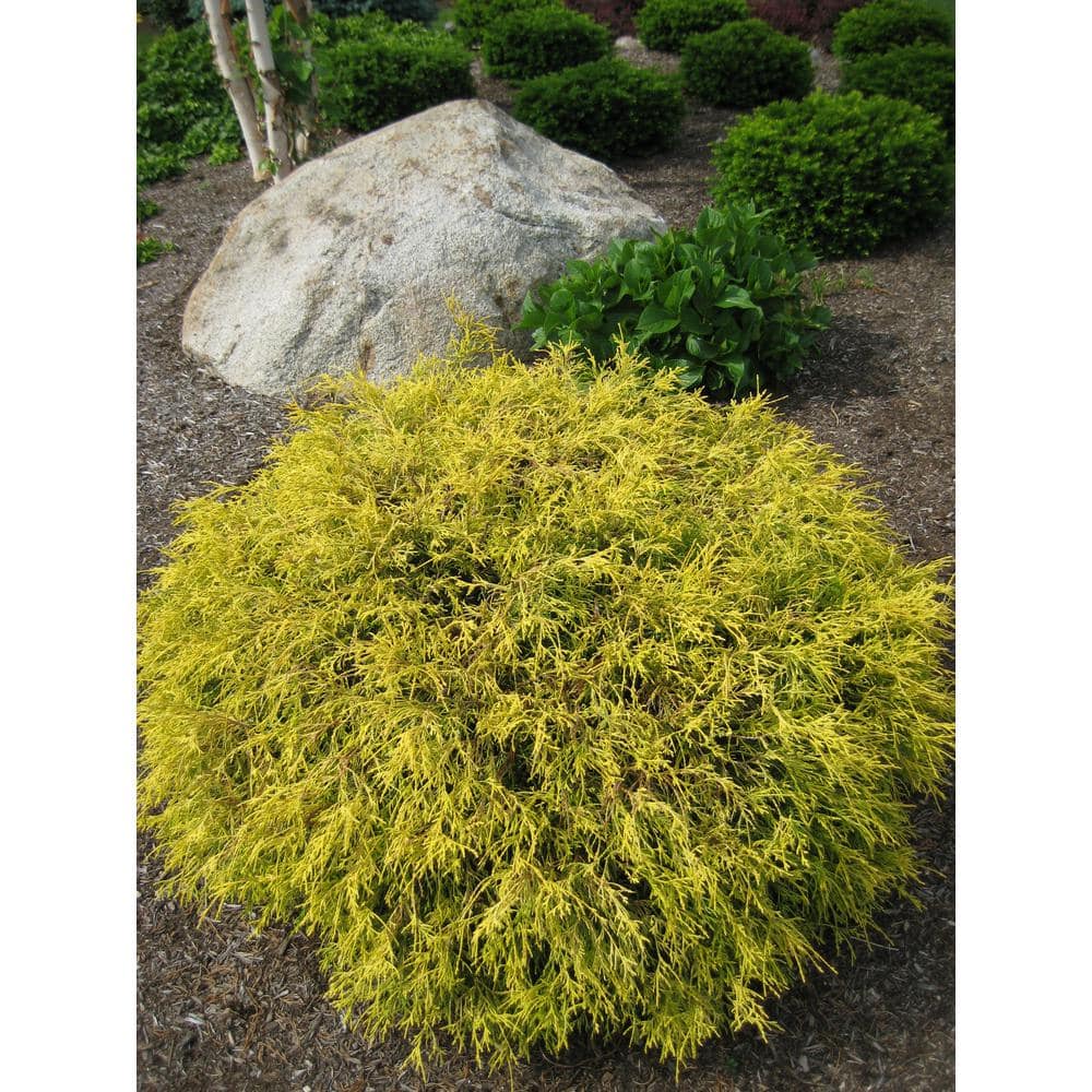 1 Gal. Kings Gold Threadbranch Cypress Shrub Brings Rich, Permanent Color to any Landscape - Hercitys
