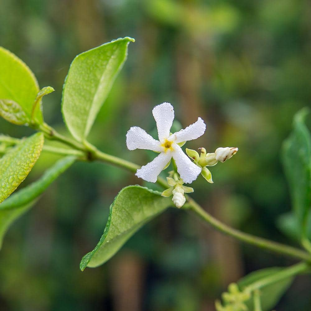 1 Gal. Confederate Jasmine Plant, Re-Blooming Fragrant White Flowers - Hercitys