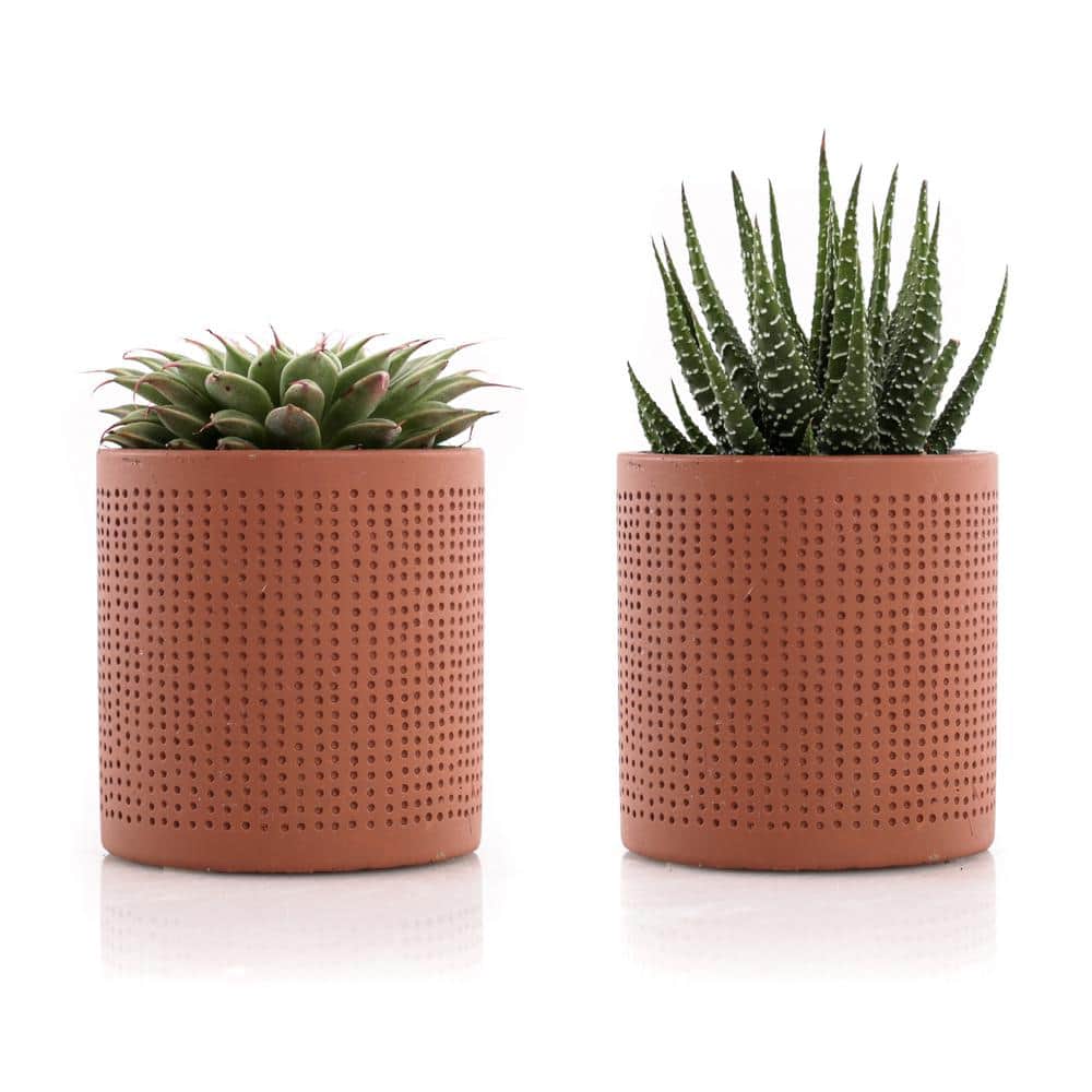 2.5 in. Assorted Succulent Set in Orange Dot Pot (2-Pack) - Hercitys