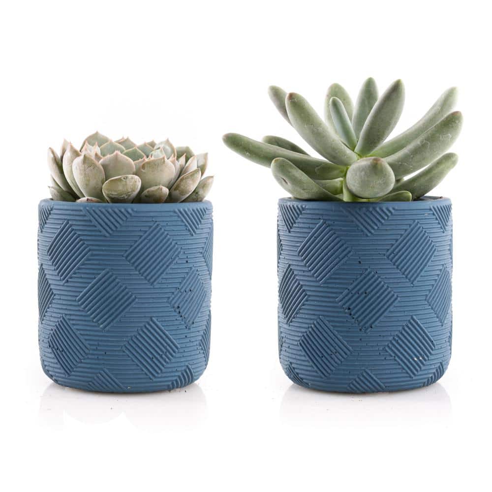 2.5 in. Assorted Succulent Set in Blue Weave Pot (2-Pack) - Hercitys