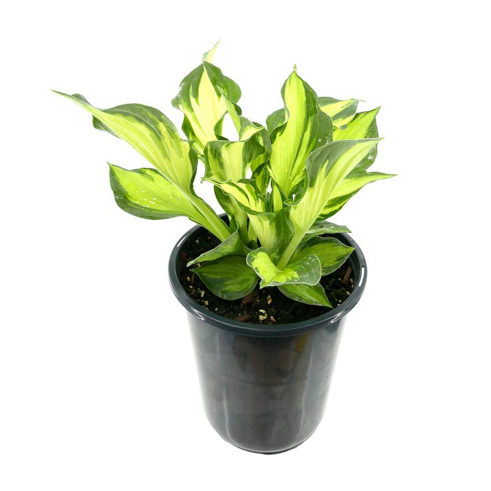 2.5 qt. Perennial Hosta Colored Hulk - Hercitys