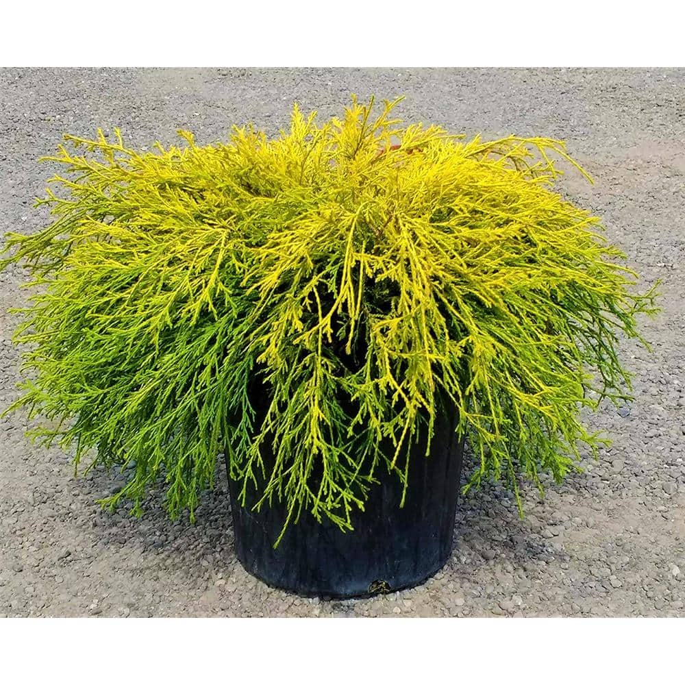1 Gal. Gold Mop Threadbranch Cypress Shrub with Colorful Golden Yellow Evergreen Foliage - Hercitys