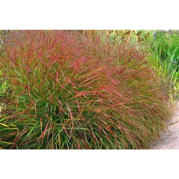 1 Gal. Shenandoah Switch Grass (2-Pack) - Hercitys