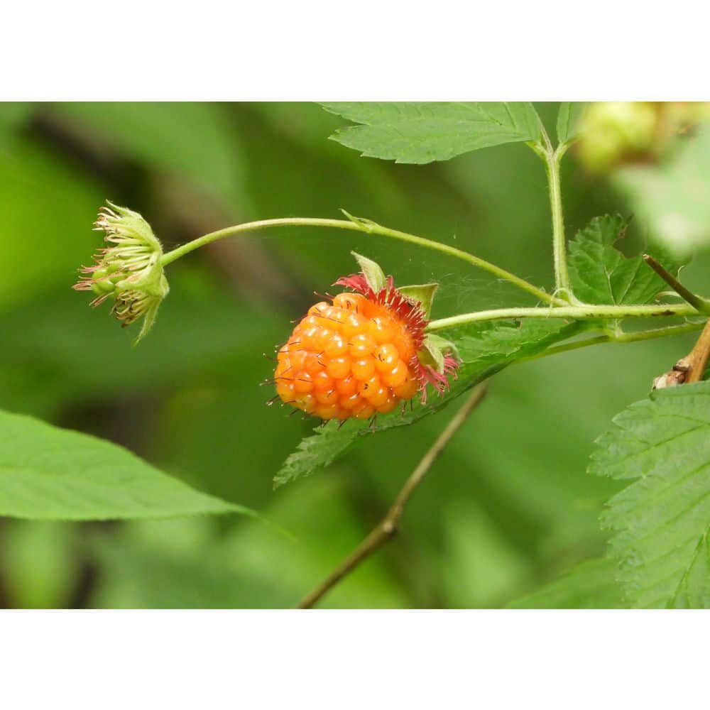 1 Gal. Salmonberry Native Shrub with Golden Sweet Fruit Similar to Raspberry - Hercitys