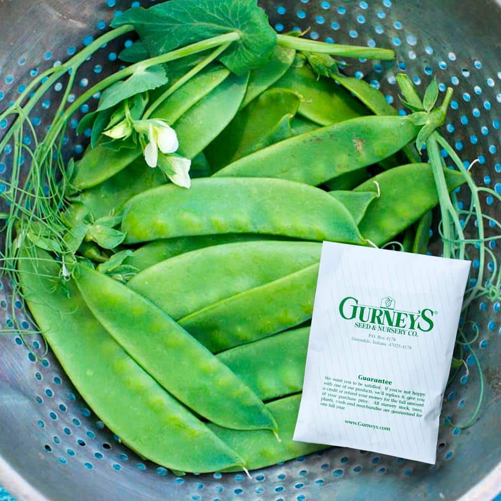 0.50 lb. Snow Pea Avalanche (Seed Packet) - Hercitys
