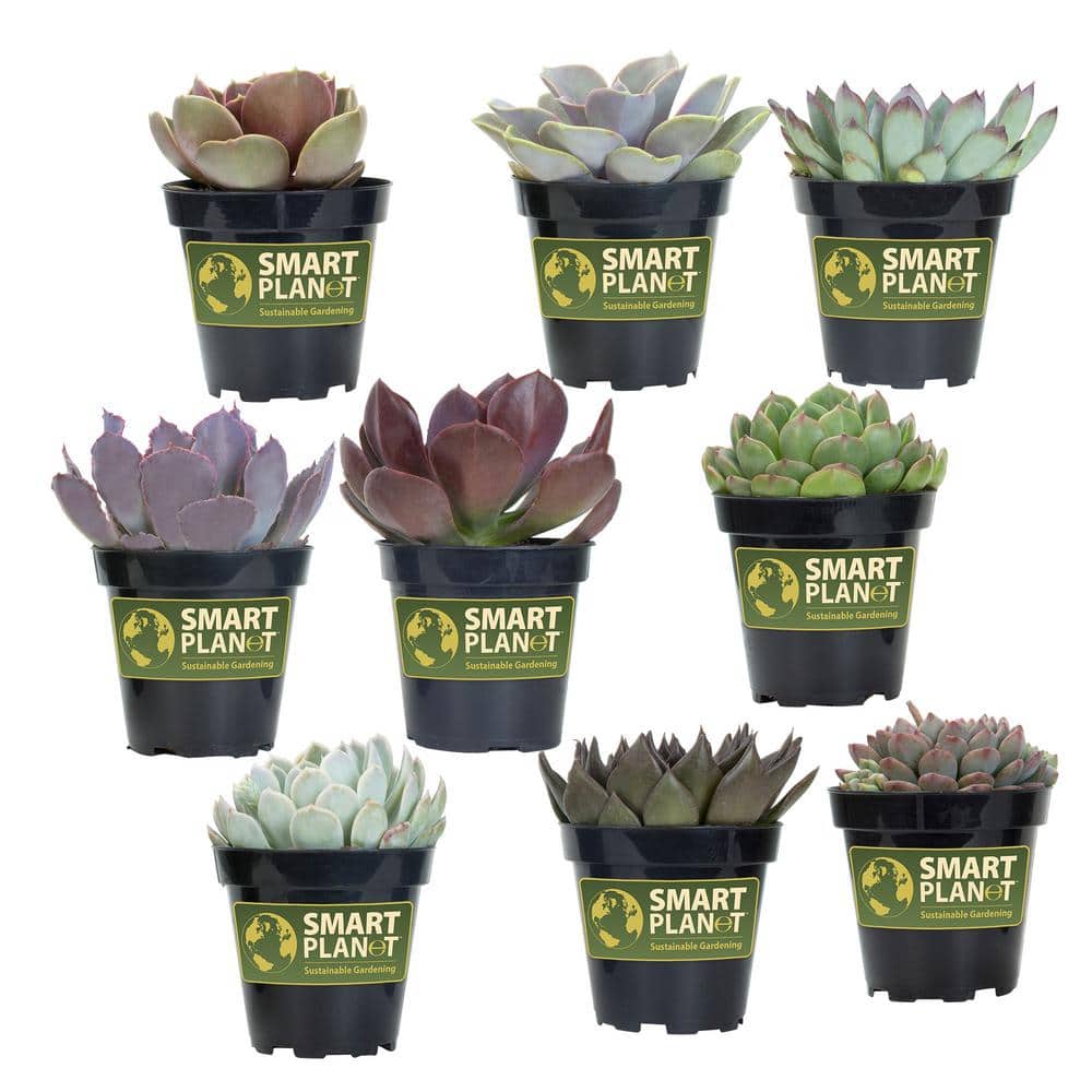 3.5 in. Echeveria Collection (9 PK) - Hercitys