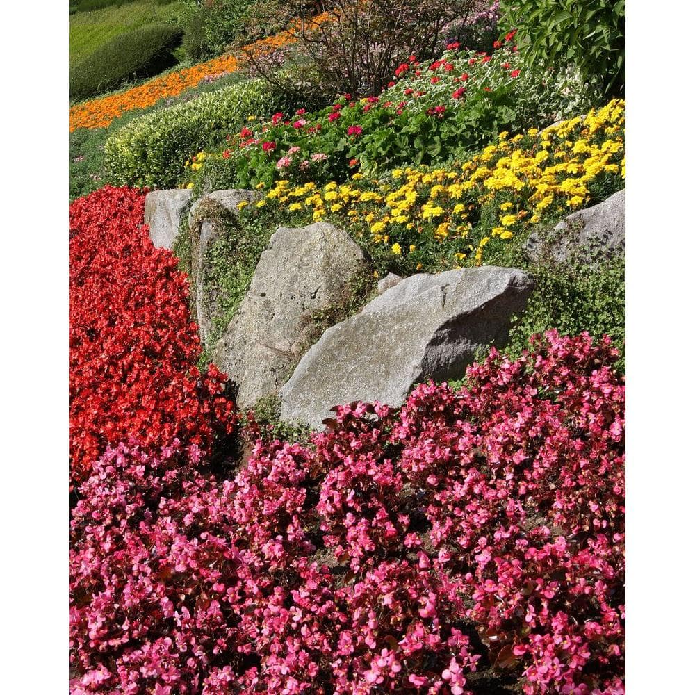 1.38 Pt.  Begonia Bronze Leaf Pink Flower in 4.5 In. Grower’s Pot (4-Plants) - Hercitys