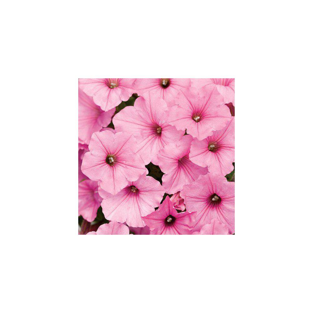 2 qt. Petunia Supertunia Vista Bubblegum Pink Annual Plant (3-Pack) - Hercitys