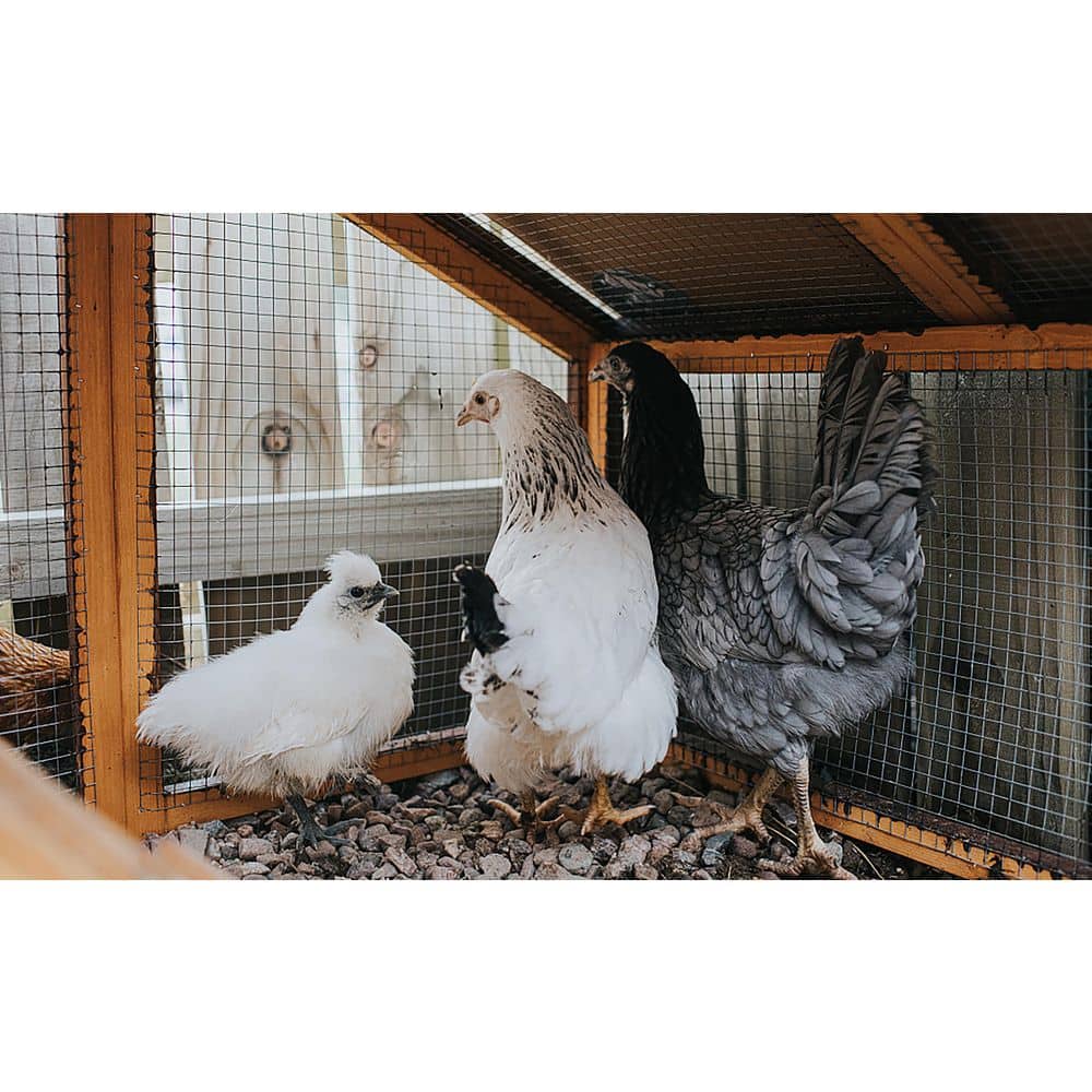 1/4 in. x 48 in. x 50 ft. Hardware Cloth Welded Silver Metal Edging Hot-Dip Galvanized Chicken Wire Fence Garden Plant - Hercitys