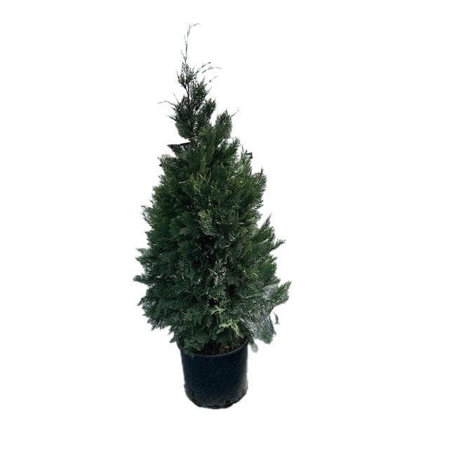 5 Gal. Leyland Cypress Live Evergreen Tree with Green Foliage (1-Pack) - Hercitys