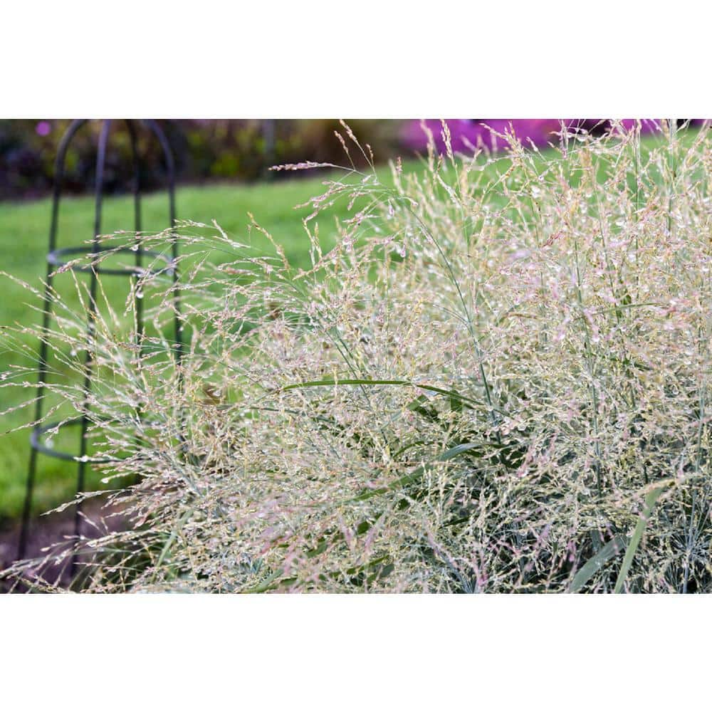 0.65 Gal. Prairie Winds ‘Niagara Falls’ Switch Grass (Panicum), Blue Foliage and Tan Flowers - Hercitys