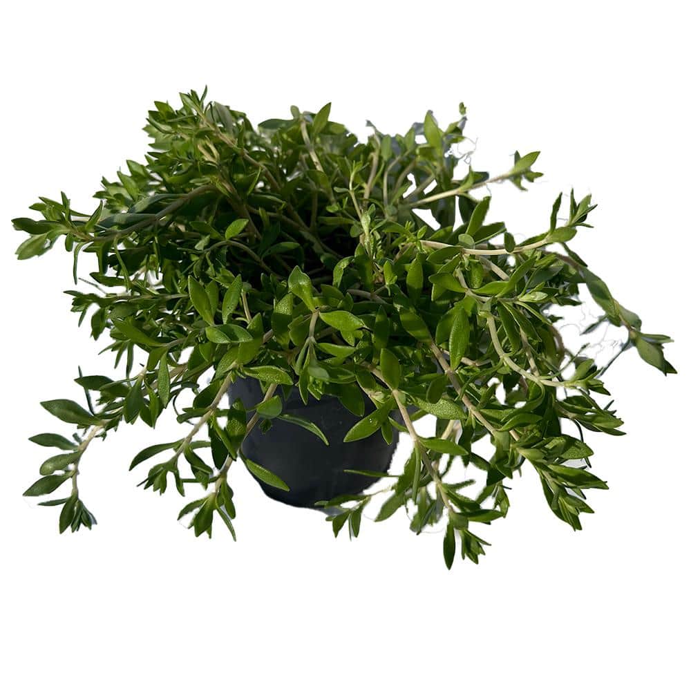 4 in. D x 3.5 in. H Non-Fragrant Gold Moss Stonecrop with Yellow Flowers (3-Pack) - Hercitys