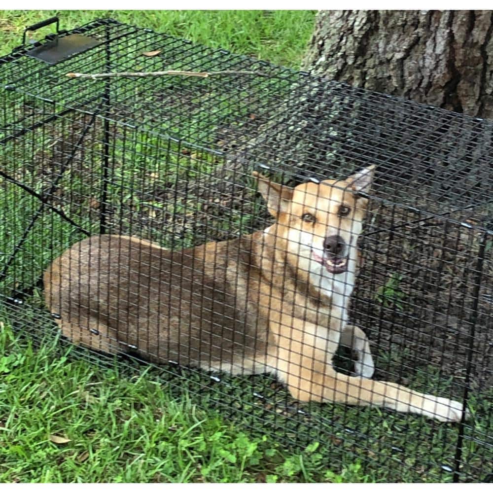 50 in. Super Size Collapsible Animal Cage Trap - Hercitys