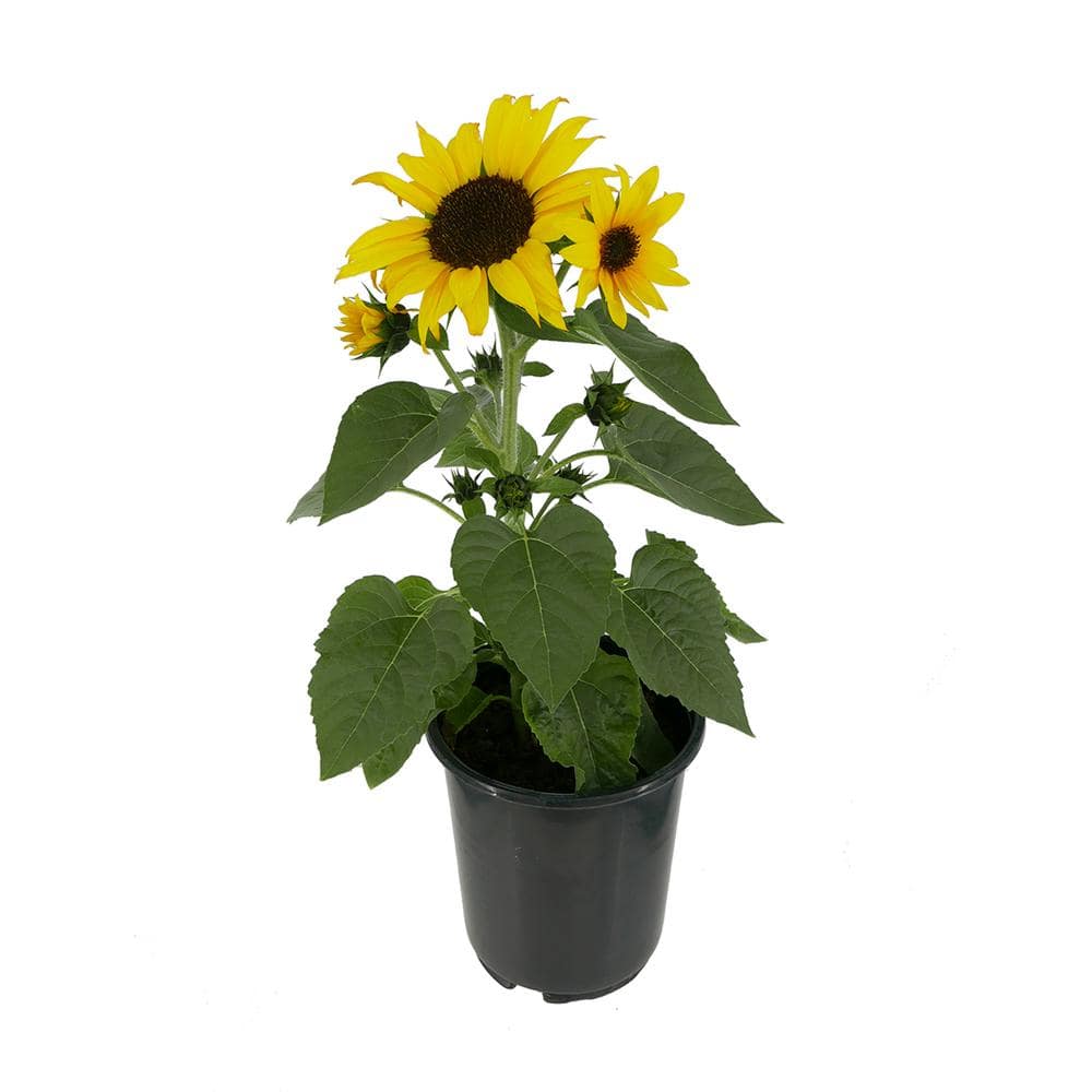 2.5 qt. Sunflower SunBuzz Annual Plant with Yellow Flowers – (1-Pack) - Hercitys