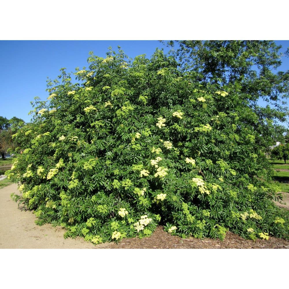 1 gal. Blue Elderberry Native Shrub with Edible Berries and Strong Resilience - Hercitys