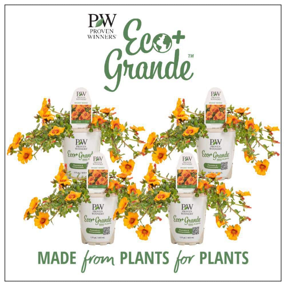 4.25 in. Eco+ Grande Mojave Mango Purslane (Portulaca Oleracea) Live Annual Plant with Yellow Flowers 4-Pack - Hercitys