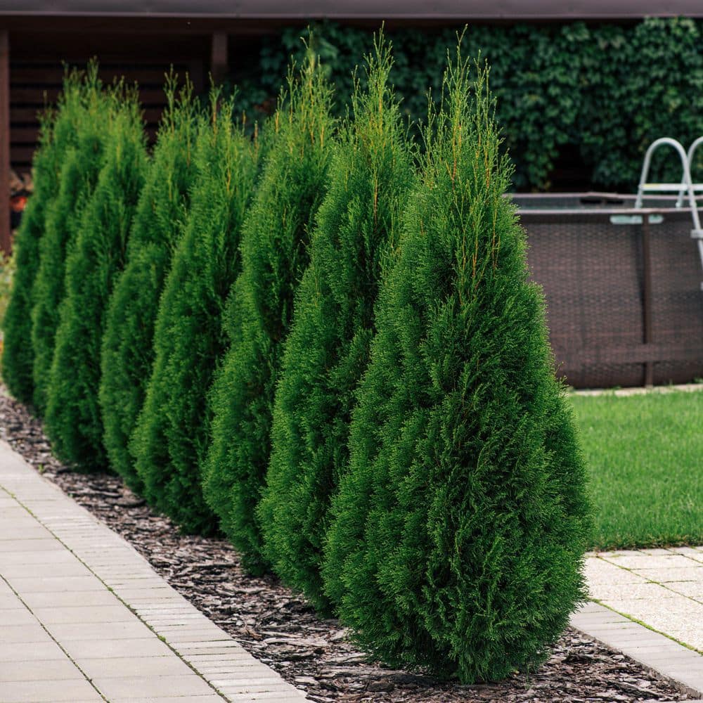 1 gal. Arborvitae Emerald Green Shrub - Hercitys