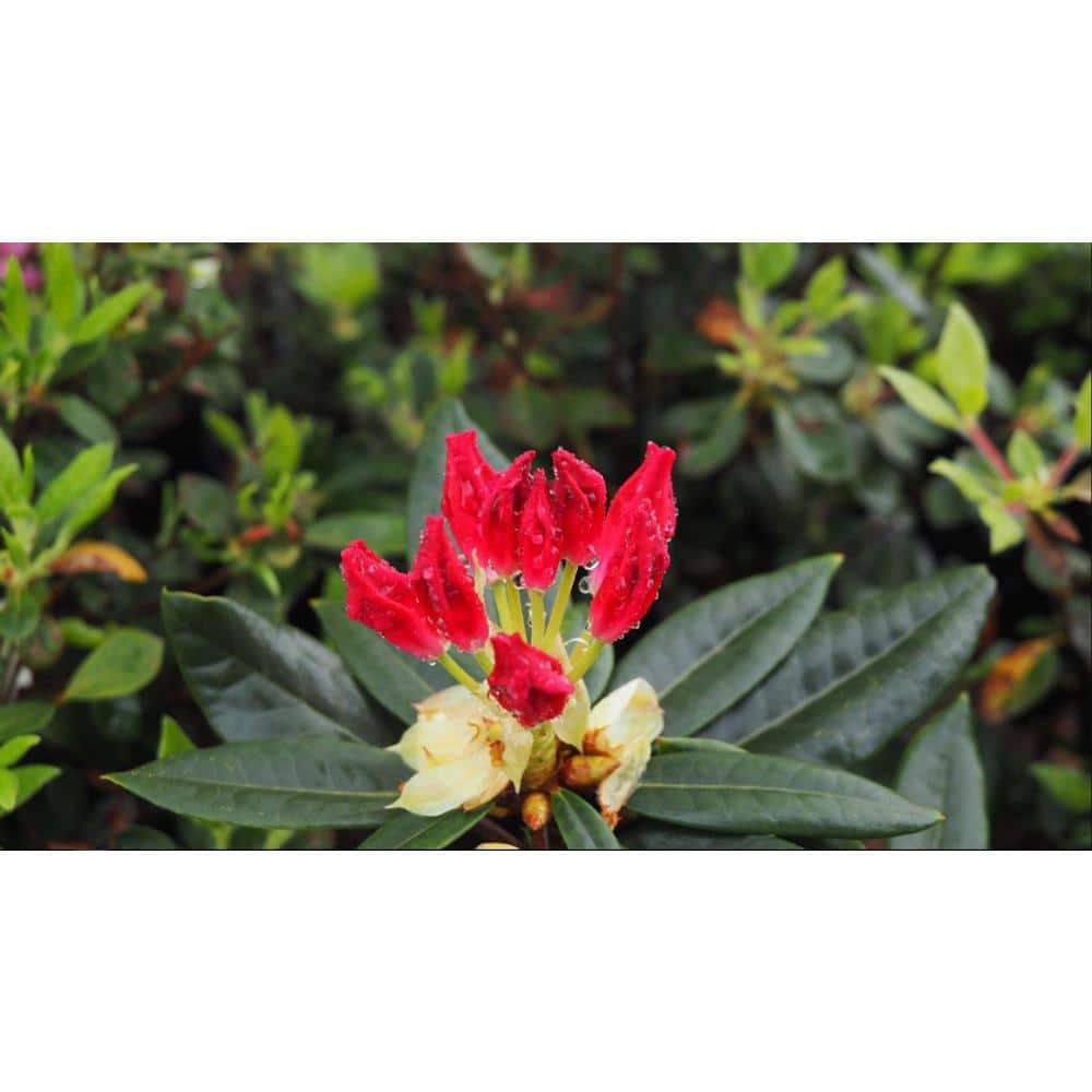 4.5 in. Quart Dandy Man Color Wheel(Rhododendron) Live Plant, Pink Flowers and Evergreen Foliage - Hercitys
