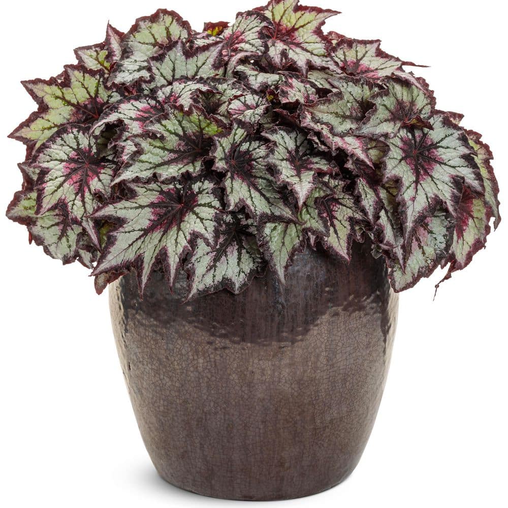 4.25 in. Eco+ Grande Space Age Black Hole Begonia (Begonia rex) Live Annual Plant with Black and Silver Foliage 4-Pack - Hercitys