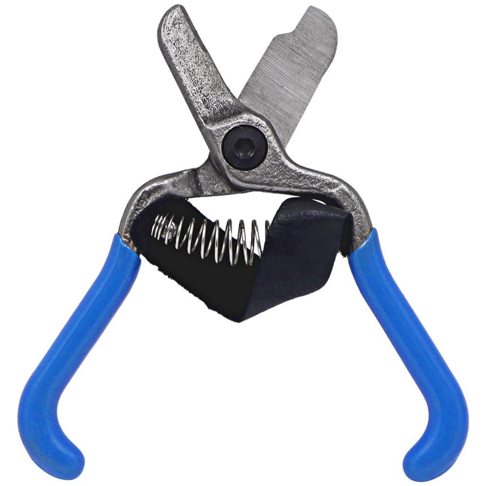 5.5 in. L Forged Stainless Steel Lemon Citrus Clipper Fruit Shears with Strap - Hercitys