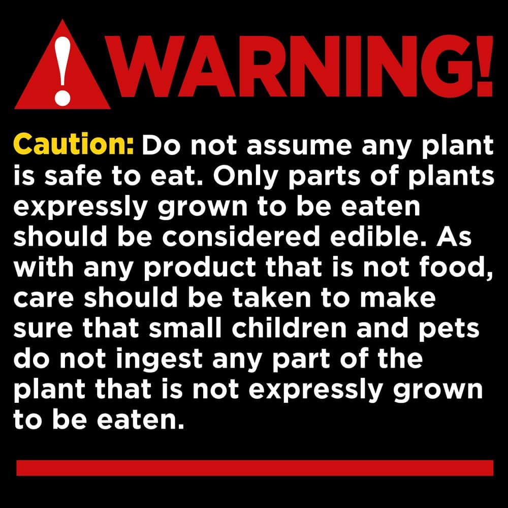 1 gal. Autumn Fern Plant - Hercitys