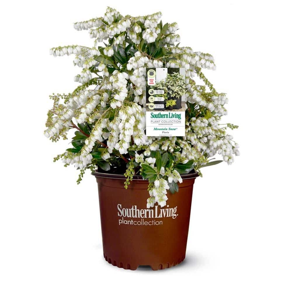 2 Gal. Mountain Snow Pieris, Evergreen Shrub, Clusters of Small Bell-shaped White Blooms - Hercitys