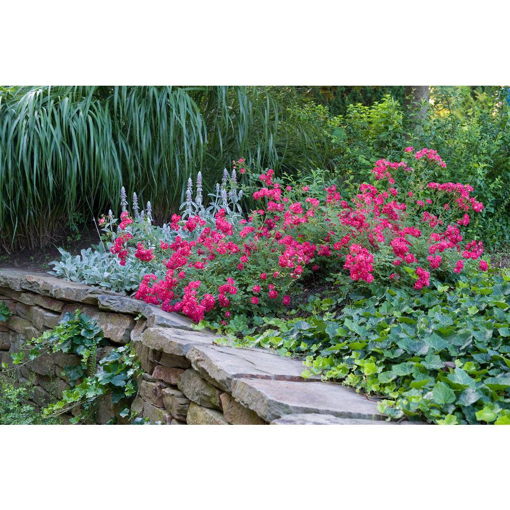 1 Gal. Red Drift Rose Bush with Red Flowers (2-Pack) - Hercitys