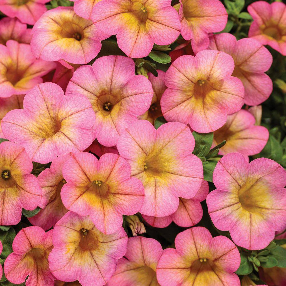 4.25 in. Eco+ Grande Superbells Honeyberry (Calibrachoa hybrid) Live Annual Plant with Pink Flowers 4-Pack - Hercitys