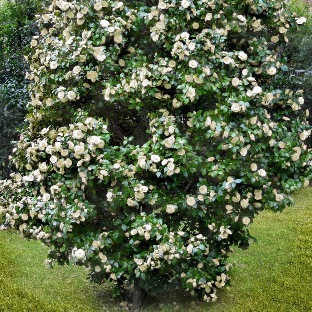 2.5 Qt. Camellia Japonica Plant with White Blooms - Hercitys