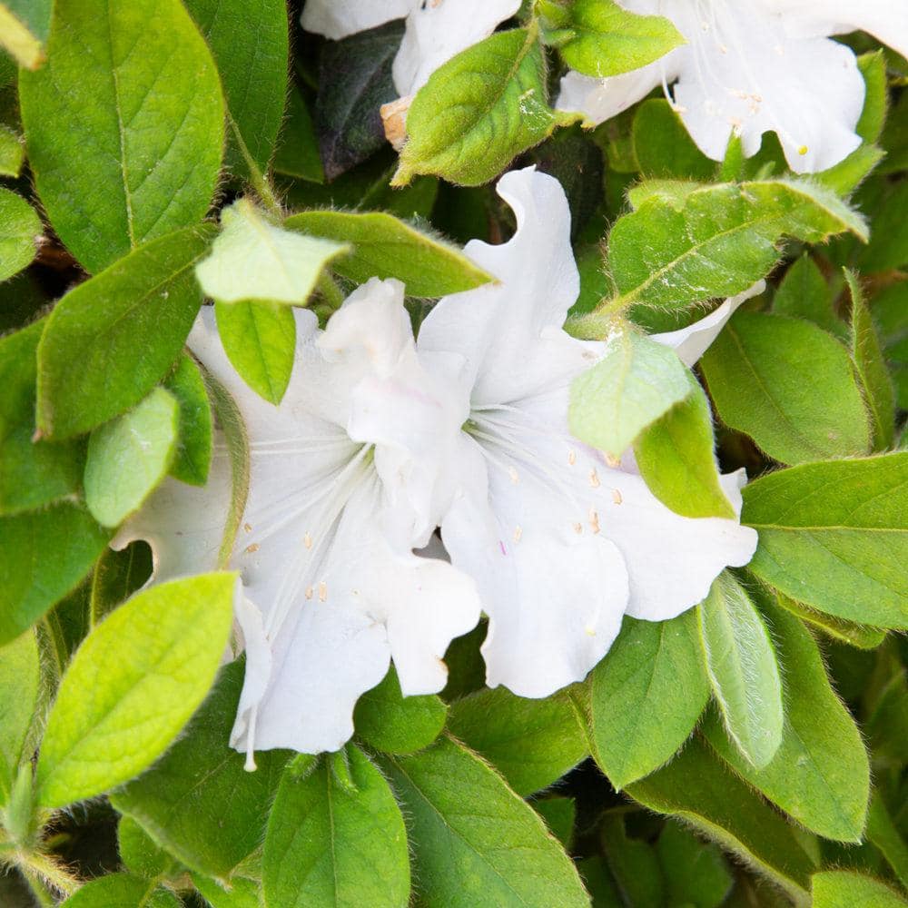 1 Gal. Autumn Lily Shrub with Brilliant White and Purple Streaking Reblooming Flowers - Hercitys