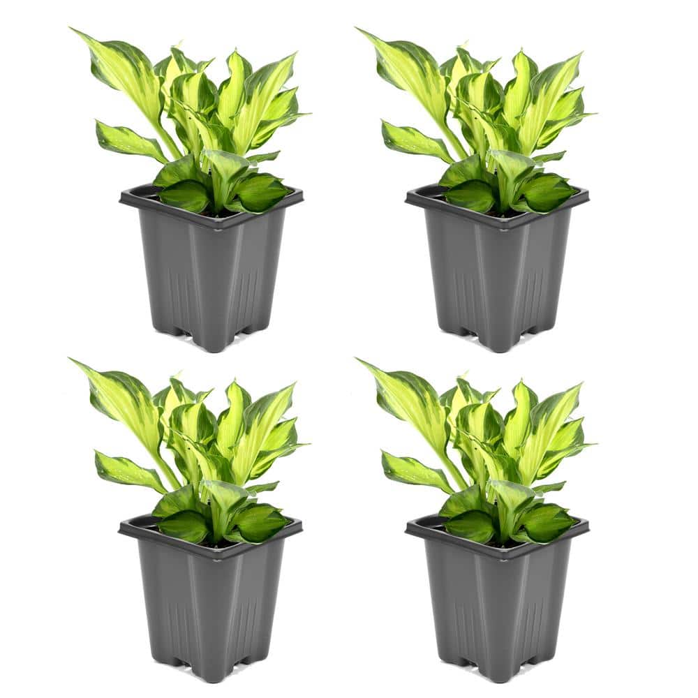 1.0 qt. Perennial Hosta Yellow Variegated (4-Pack) - Hercitys