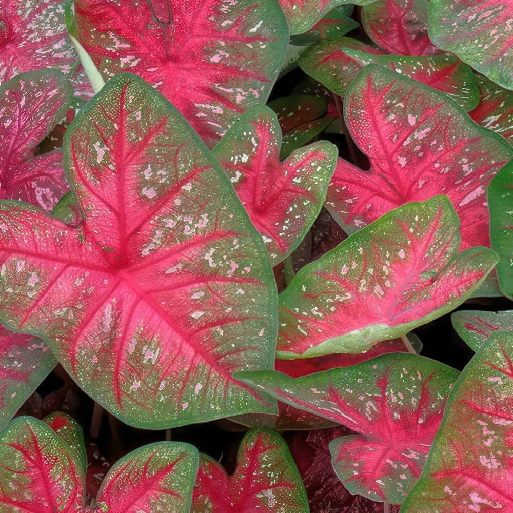 4 in. Caladium Party Punch Perennial Plant (3-Pack) - Hercitys