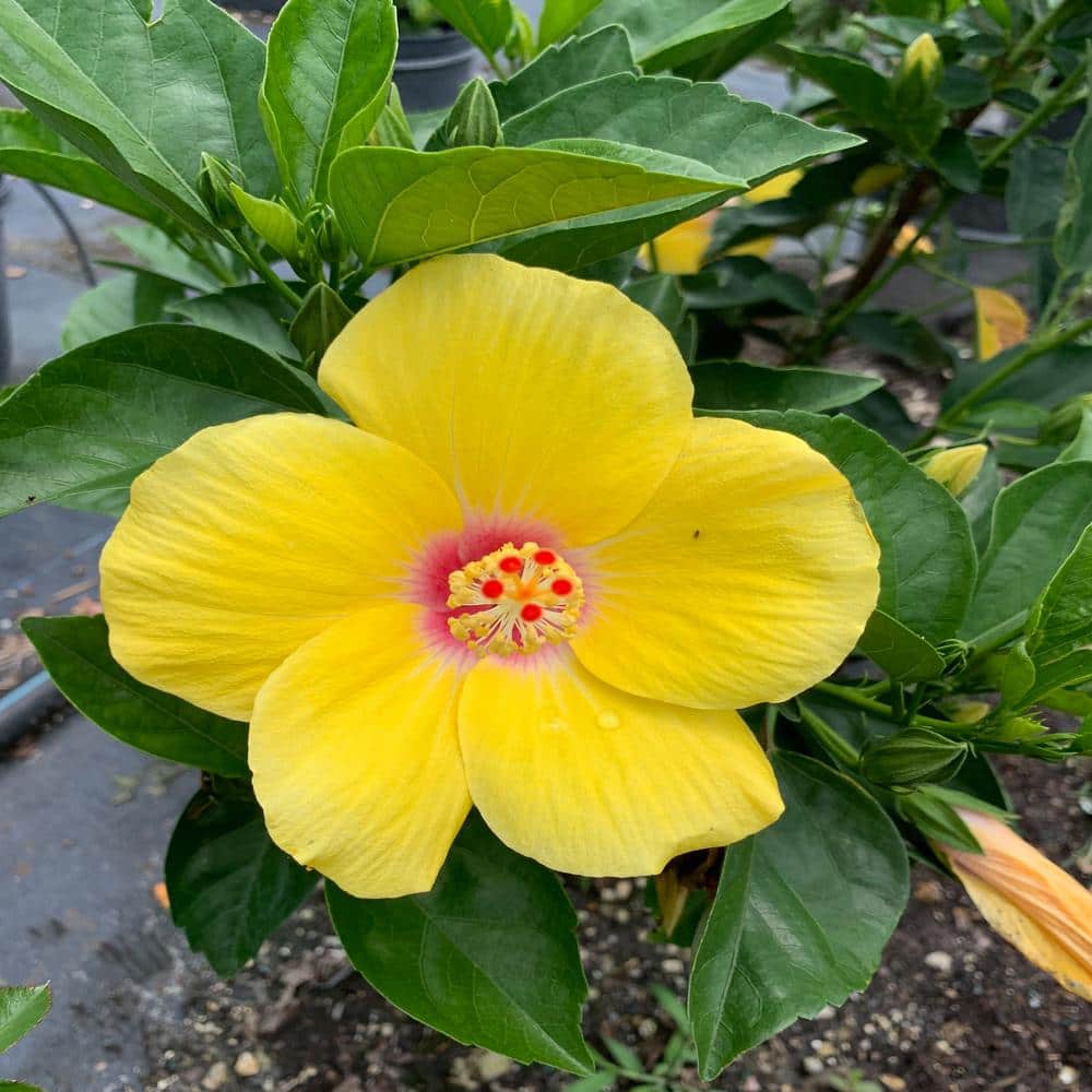 3 Gal. Yellow Tropical Hibiscus with Yellow Flowers - Hercitys