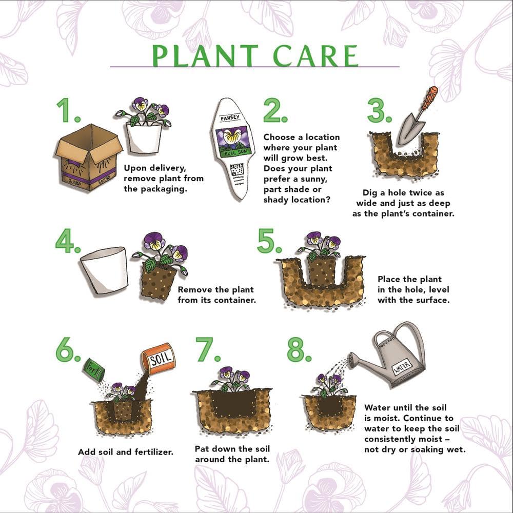 1 Gal. Pink Chintz Creeping Thyme (Thymus Serpyllum) Live Flowering Full Sun Perennial Groundcover Plant - Hercitys