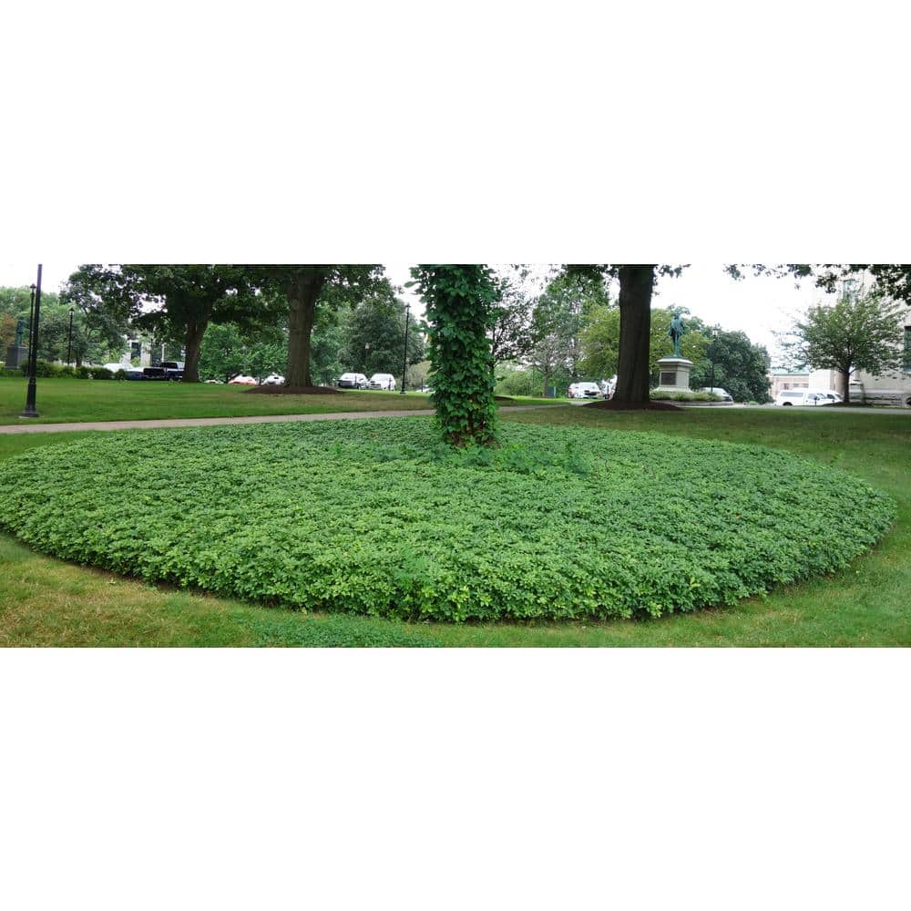 1 gal. Japanese Pachysandra Shrub with Dense Groundcover Carpet of Dark Green Foliage (2-Pack) - Hercitys