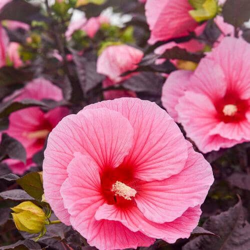2 Gal. Proven Winners Hibiscus Summerific Edge of Night Perennial Plant (1-Pack) - Hercitys