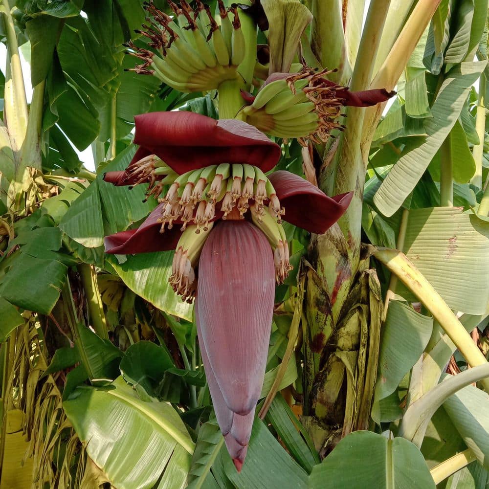 1 gal. Banana Dwarf Cavendish Perennial Plant - Hercitys