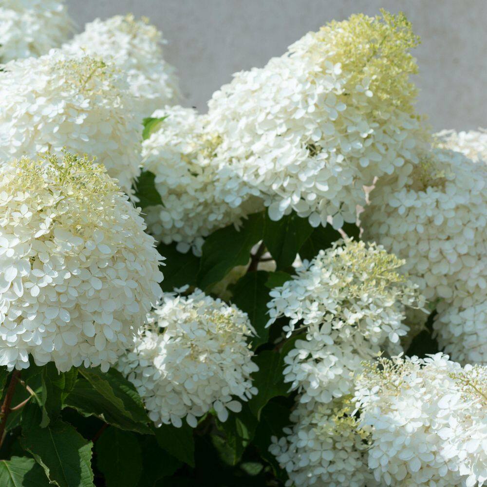 1 gal. Hydrangea Sweet Starlight Shrub with White and Pink Flowers - Hercitys