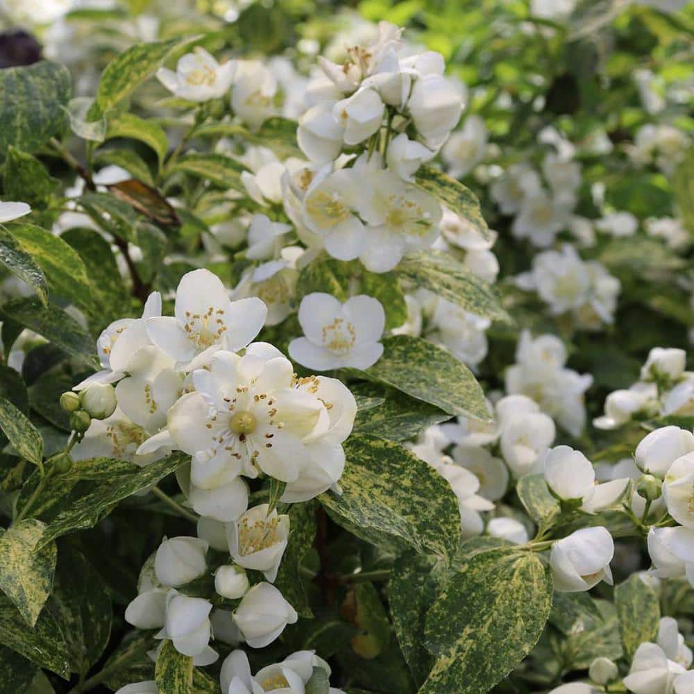 1 Gal. Illuminati Sparks (Philadelphus), Live Plants, Shrub, White Flowers - Hercitys
