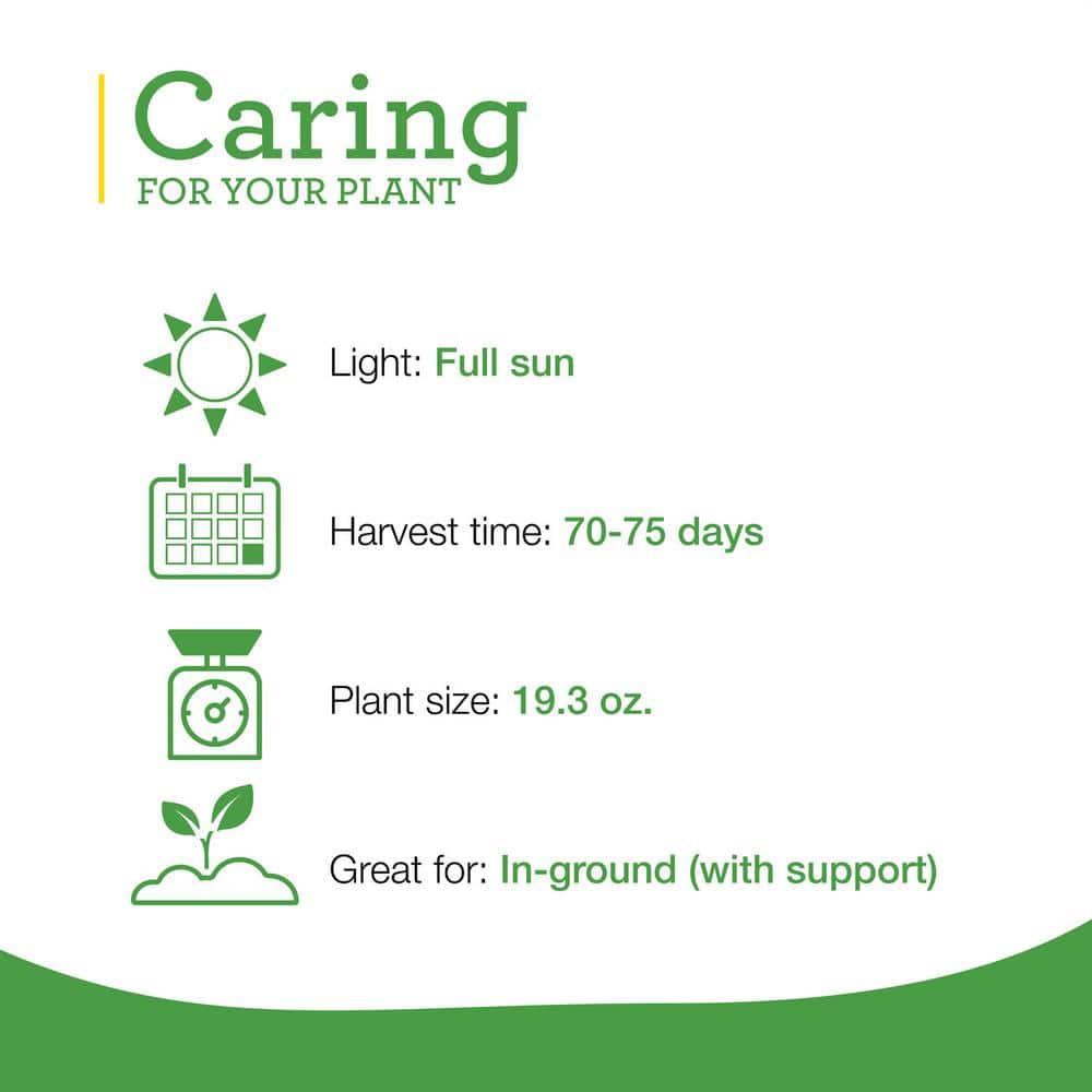 19 oz. Better Boy Tomato Plant (2-Pack) - Hercitys