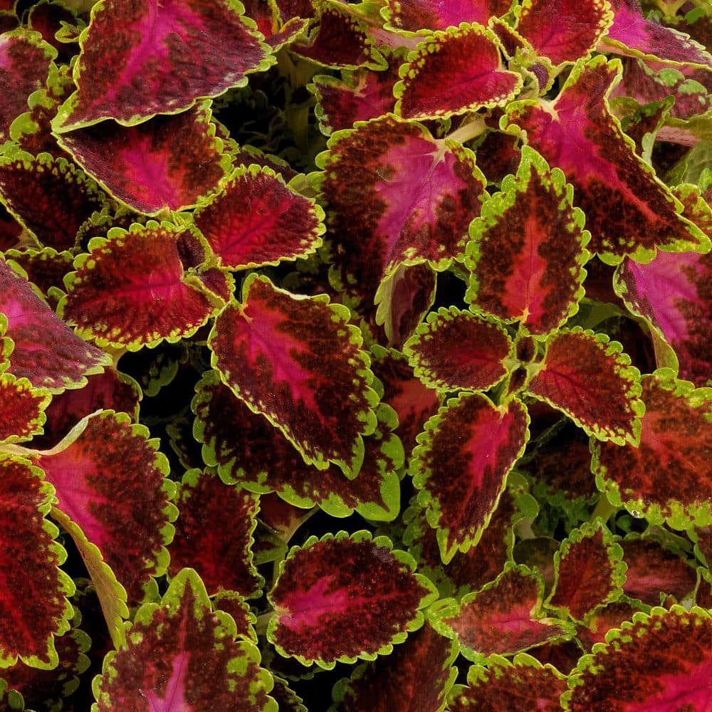 3.25 in. Coleus Party Time Pink Berry Annual Plant (3-Pack) - Hercitys