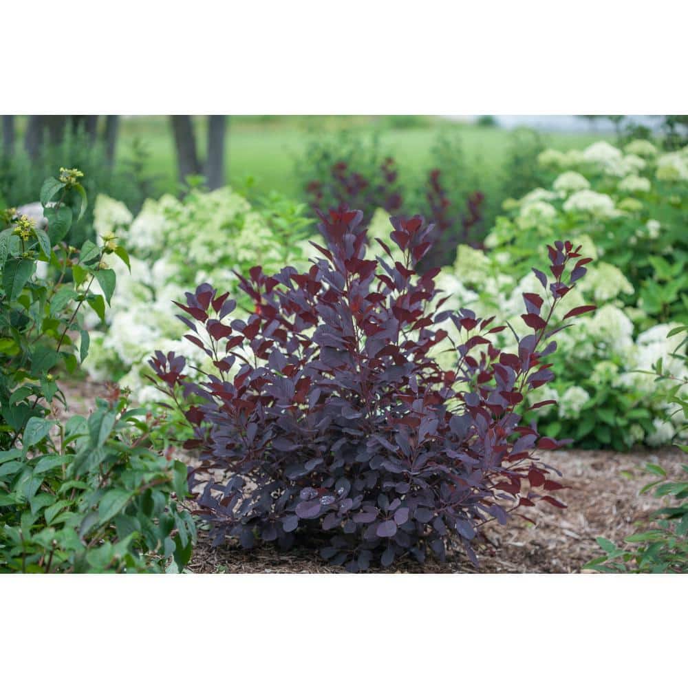 1 Gal. Winecraft Black Smokebush (Cotinus) Live Shrub, Rich Purple to Orange Foliage - Hercitys