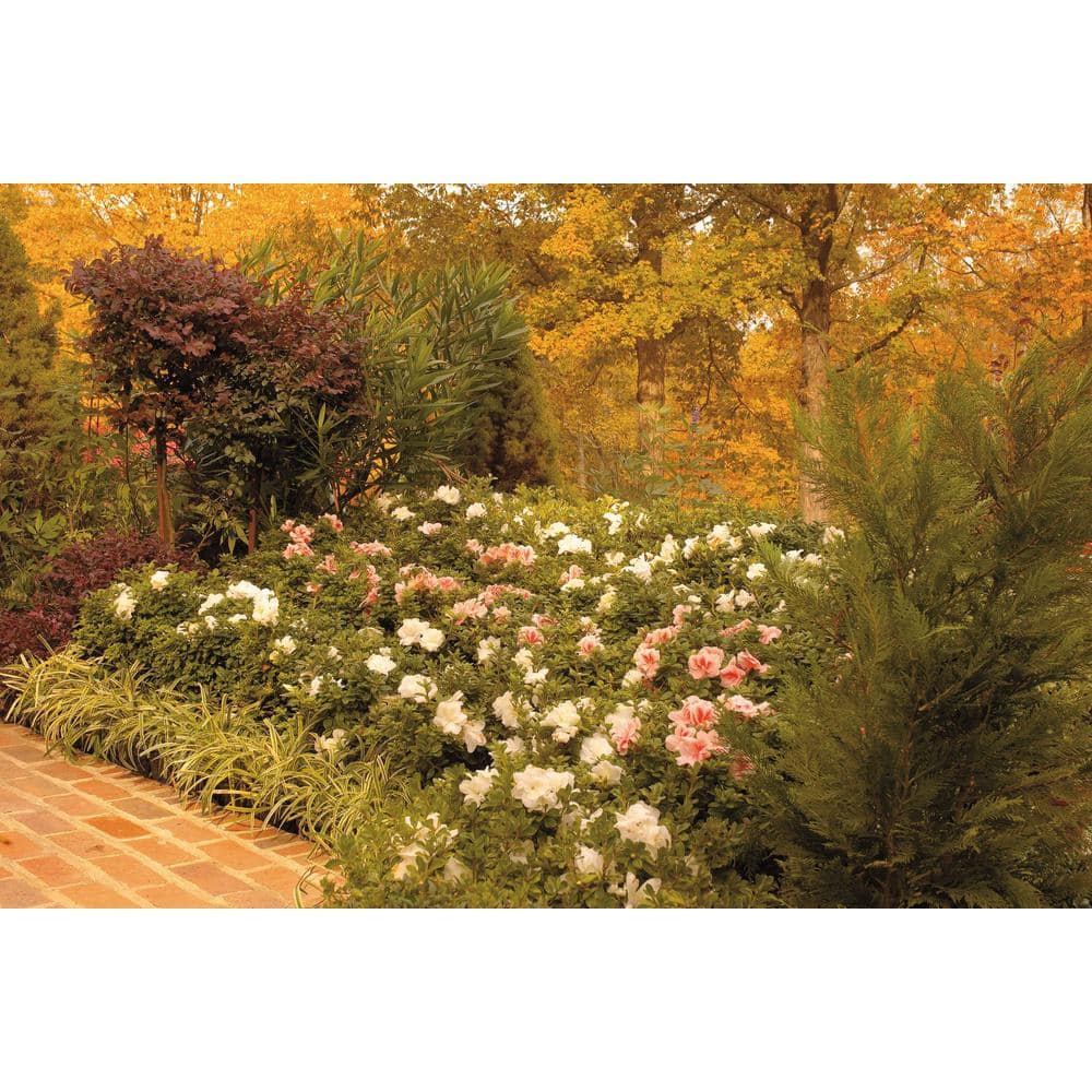 1 Gal. Autumn Moonlight – White Re-Blooming Compact Evergreen Shrubs - Hercitys