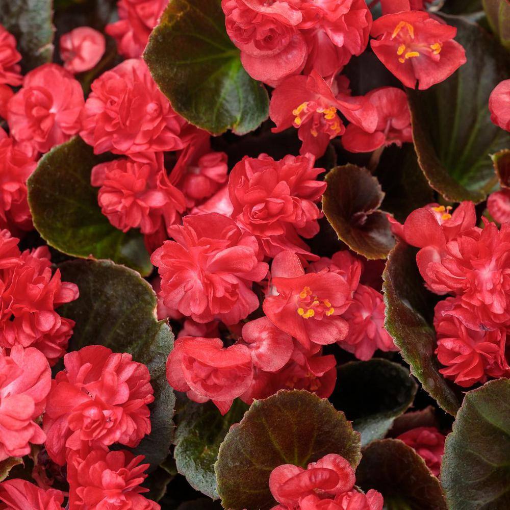 4.25 in. Eco+Grande, Double Up Red (Begonia), Live Plant, Pink Flowers (4-Pack) - Hercitys