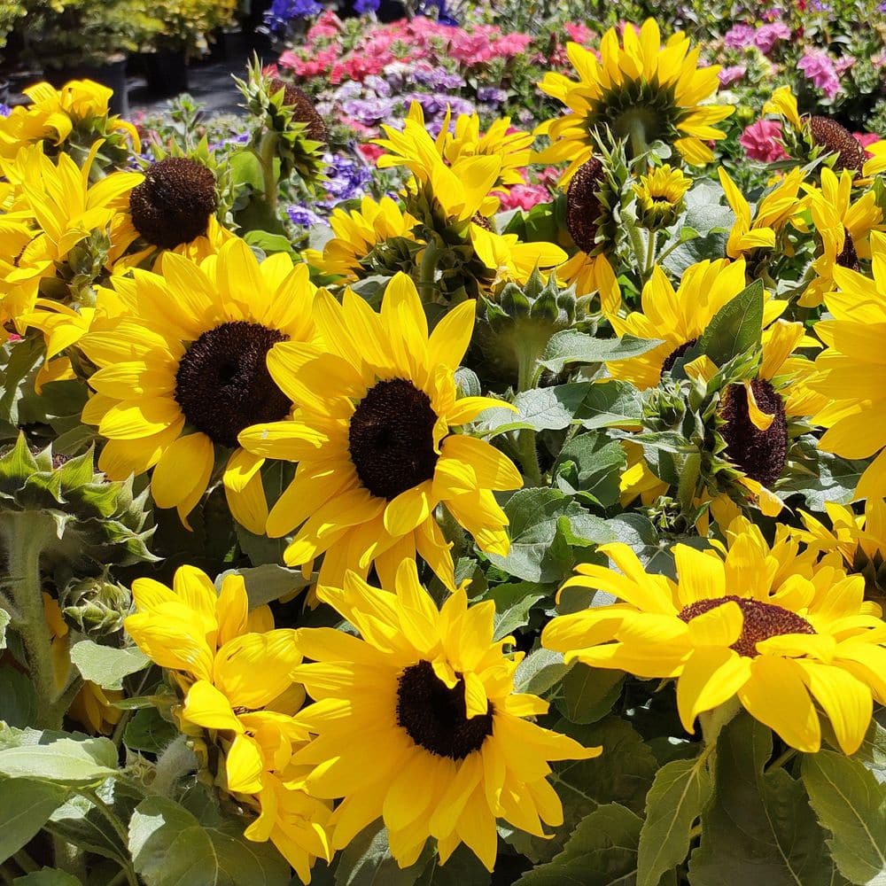 3.5 in. Dwarf Sunflower Pollinator Plant Seed Grow Kit - Hercitys